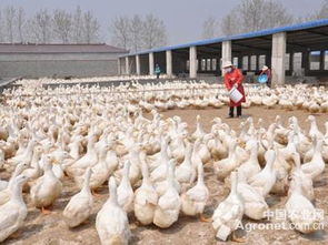 宣城多措并舉推進禁養區畜禽養殖企業搬遷安置