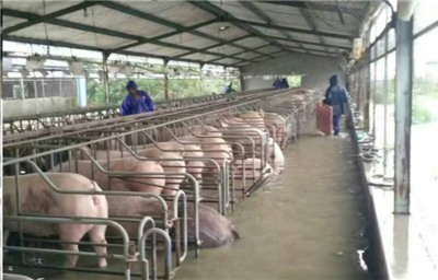 洪水無情，中糧有情——“新飼軍”與客戶攜手抗洪，共筑水產養殖防線