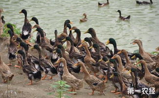 新疆于田麻鴨 特色畜禽資源新成員，點亮水產養殖新圖景