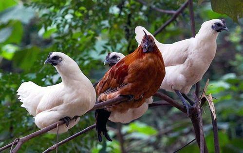 探秘洪江雪峰烏骨雞 山林間的“黑寶石”與特色養(yǎng)殖新路徑